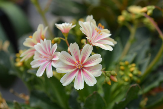 Siskiyou lewisia flower in the garden