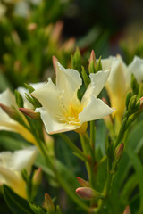 Common oleander yellow flowers