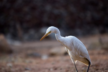 Fototapeta premium A Portrait of Cattle Egret in its natural habitat in a soft green blurry background