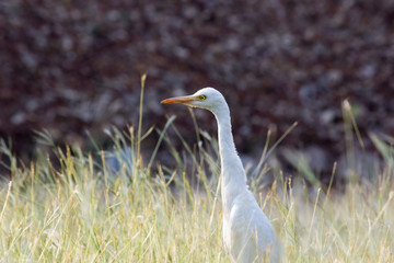 A Portrait of Cattle Egret in its natural habitat in a soft green blurry background
