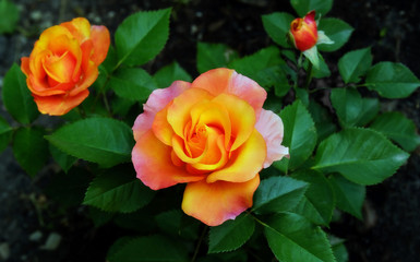 Blooming tea rose