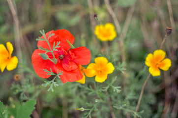 Californian poppy Eschscholzia californica, golden poppy, California sunlight and red poppy