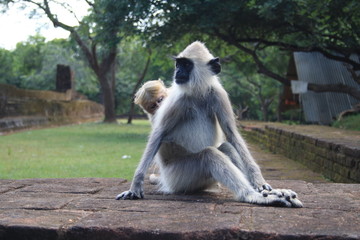 The Toque Macaque a commonly found monkey in Sri Lank