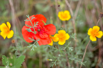 Californian poppy Eschscholzia californica, golden poppy, California sunlight and red poppy