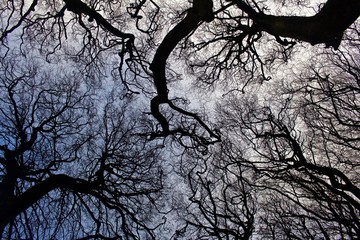 Winter View of the Dark Hedges in Northern Ireland, bare branches