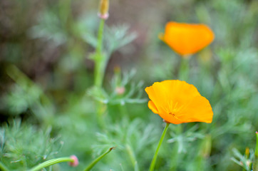 Orange eschscholzia on the meadow closeup with blured background - obrazy, fototapety, plakaty