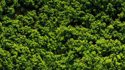 Perpendicular aerial view of a thick forest of trees. The leaves, green with yellow hues, of the plants cover the view of the undergrowth on this beautiful summer day.