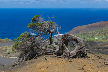 Phoenicean juniper tree (Juniperus phoenicea canariensis), with blue sky and Atlantic ocean  background,  El Sabinar volcanic landscape, El Hierro island, Canary islands, Spain