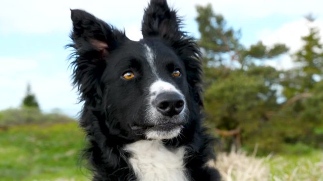 border collie attentif et curieux