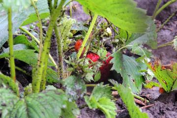 ripe strawberries on the garden