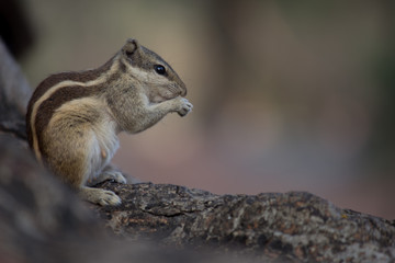 Naklejka na ściany i meble Beautiful Portrait of a Squirrel on the Tree trunk in its natural habitat
