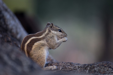 Beautiful Portrait of a Squirrel on the Tree trunk in its natural habitat