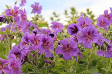 row of violet pelargonium flowers closeup and a blue sky in the background in the garden