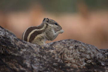 Obraz premium Beautiful Portrait of a Squirrel on the Tree trunk in its natural habitat