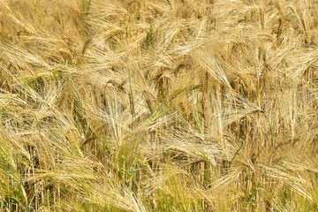 Plantation de blé peu avant la moisson sur l'un des champs de Vendoire au Périgord Vert