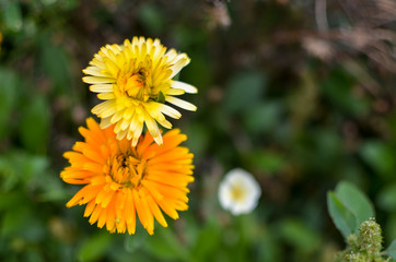 Yellow and orange calendula flowers blooming, marigold flowers at garden
