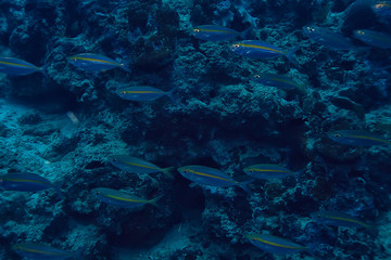 Fototapeta na wymiar scad jamb under water / sea ecosystem, large school of fish on a blue background, abstract fish alive