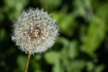 A white dandelion illuminated by the sun against the backdrop of greenery.