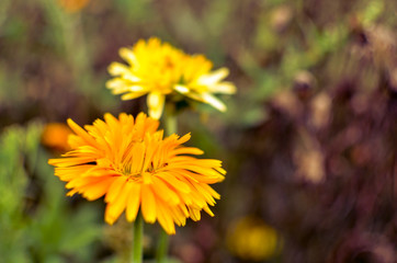 Yellow and orange calendula flowers blooming, marigold flowers at garden