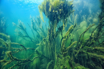 Fototapeta na wymiar submerged trees flooded underwater / lake fresh jungle water ecology beautiful landscape