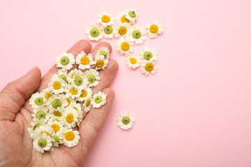 Female hand with small flowers of chrysanthemum