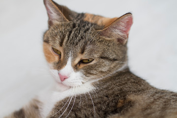 Adult domestic cat lying on the floor of the house falls asleep