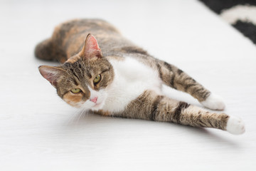 An adult domestic cat lies on a white floor with its paws forward, looking at the camera