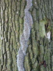 Nest oak processionary caterpillar in an oak tree