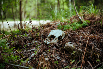 Animal skull in the old forest