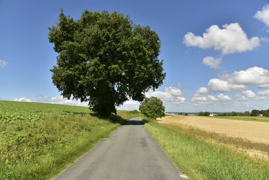 Illusion d'optique d'un arbre majestueux et un plus petit &agrave; 20 m&egrave;tres seulement plus loin le long d'une route de campagne &agrave; Vendoire au P&eacute;rigord Vert