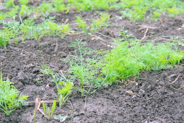 dill bed in the garden
