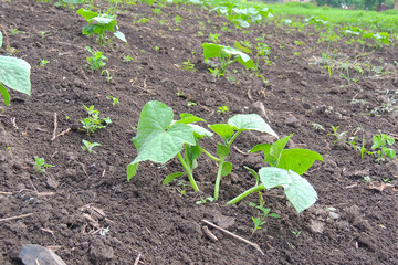 garden of cucumbers in the garden