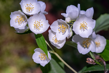 just beautiful flowers - flowers of early summer - Garden Jasmine.Moscow region.Russia.2019