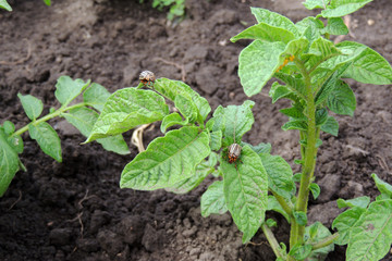 Colorado potato beetle