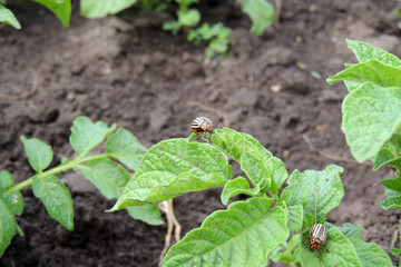 Colorado potato beetle