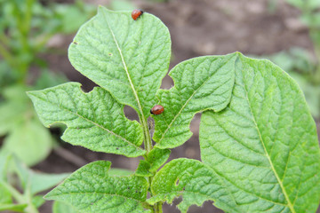 Colorado potato beetle
