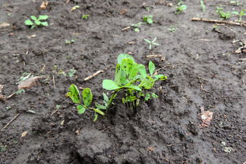 peanut bed in the garden