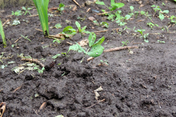 peanut bed in the garden