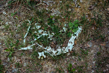 Animal skull in the old forest