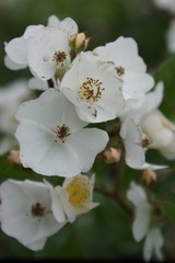 White flower © Daniel