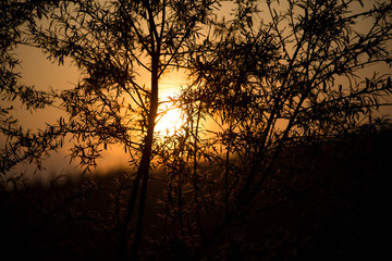 sunset in the forest
