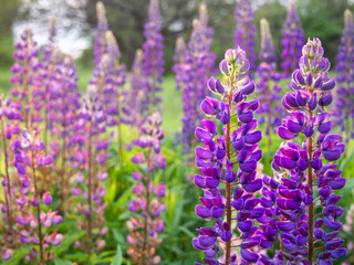 Beautiful purple lupin flowers blooms in the field in warm sunshine.