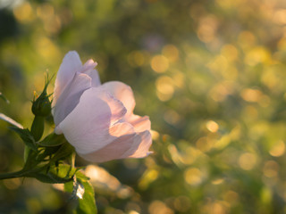 Beautiful flowers of wild rose bloom in the garden under the warm sunshine.