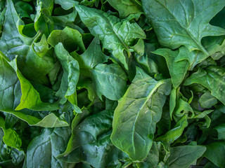 Fototapeta na wymiar Fresh green spinach leaves background.