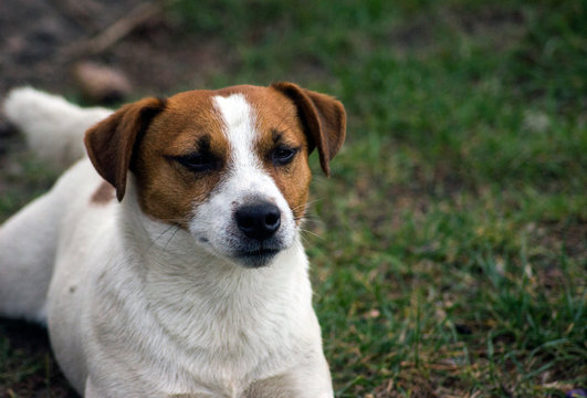 Jack Russel Terier