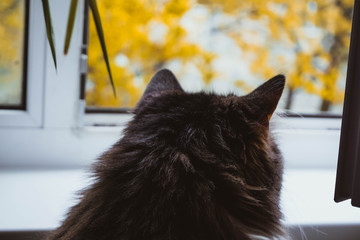 cat on the window
