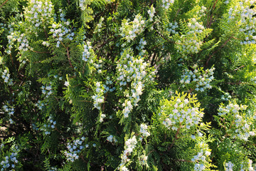 Evergreen decorative fir tree. Blossom spruce with white flowers. 