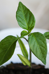 Hot pepper chili leaves - close up