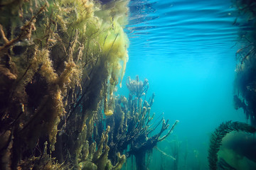 submerged trees flooded underwater / lake fresh jungle water ecology beautiful landscape