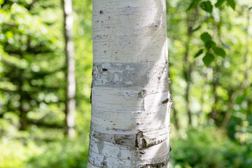 Trunk of white birch in spring. Close-up